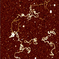 Plasmid DNA in Liquid