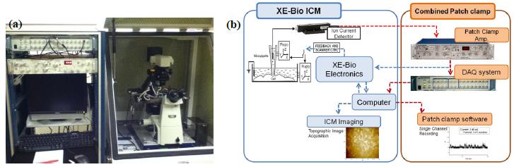 16-targeted-patch-clamping-with-scanning-ion-conductance-microscopy-afm-2