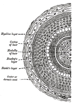 161223-hair-shaft-structure