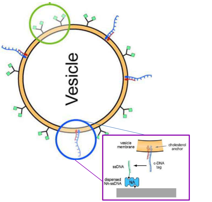 app28 fig49