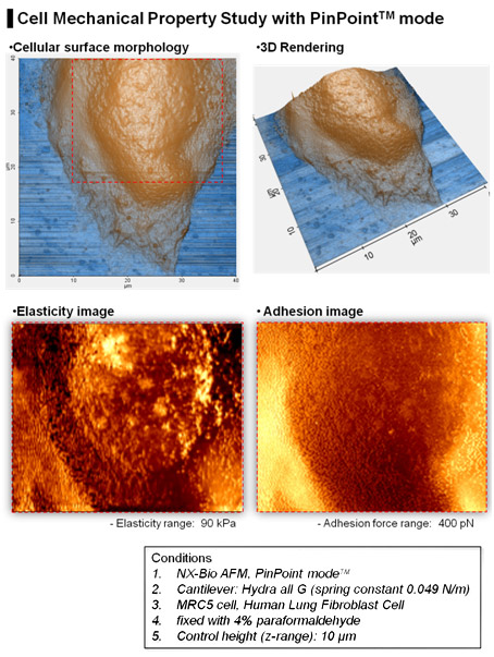 cell-mechanical-property-study-with-PinPoint-mode