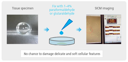 biological-tissue-preparation-for-sem-imaging-2