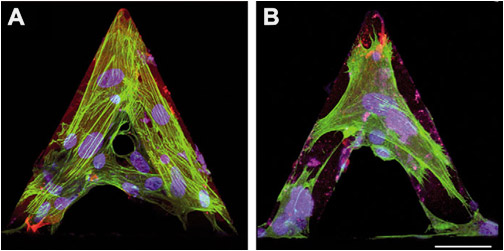 cell-grown-tipless-triangular-cantilever