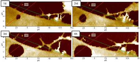 live-cell-membrane-transformation-monitoring