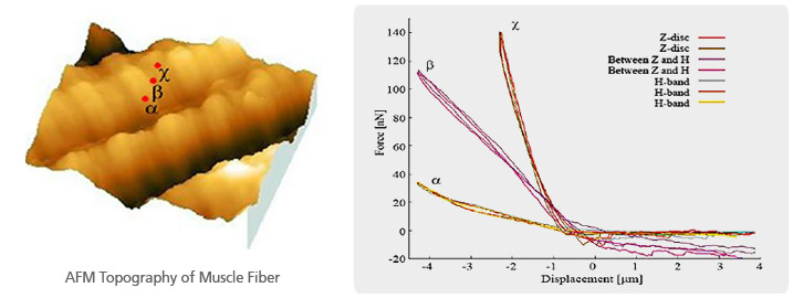 muscle-fiber-stiffness-measurement