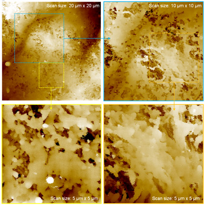 sicm-human-colon-tissue