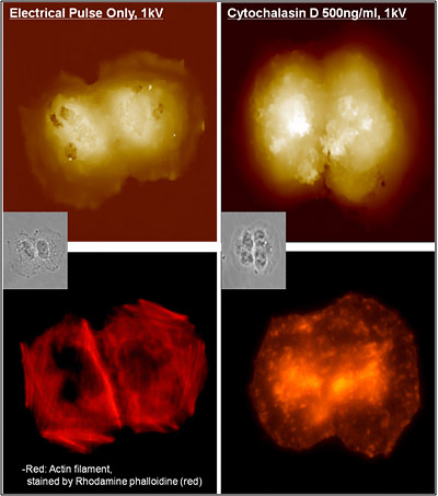 simultaneous-cell-observation-of-sicm