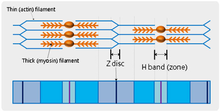 structure-of-muscle-fiber