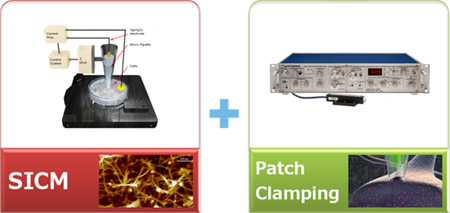 targeted-patch-clamping