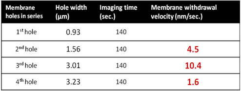 withdrawl-distance-of-cellular-membrane-2