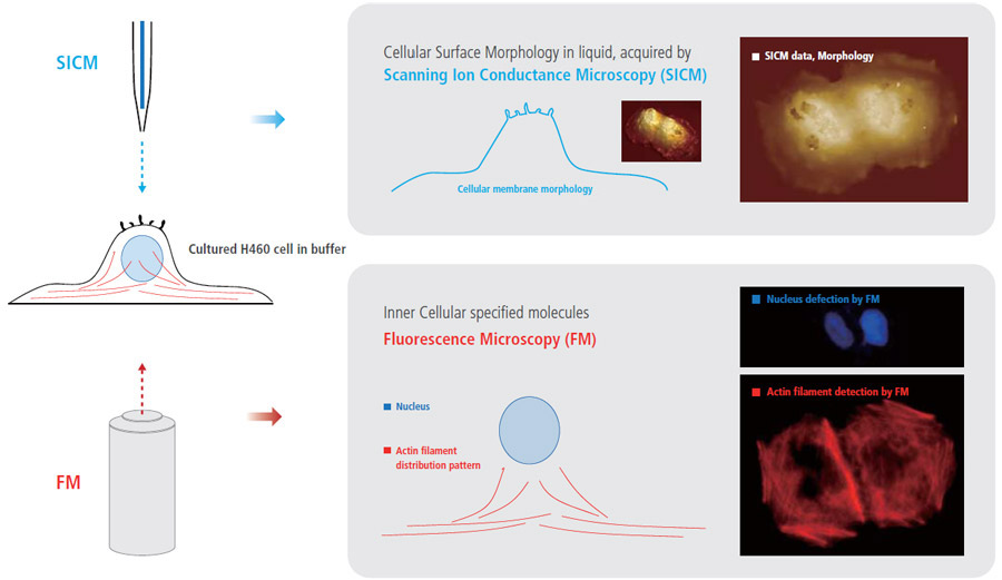 Integrating-Fluorescence-Microcopy